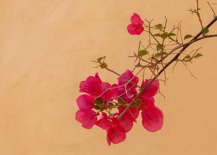 History And Charm * ハニア